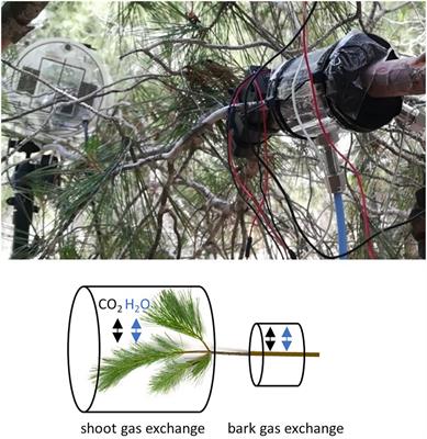 Bark Transpiration Rates Can Reach Needle Transpiration Rates Under Dry Conditions in a Semi-arid Forest